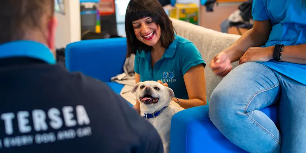 Battersea Dogs And Cats Home Volunteer